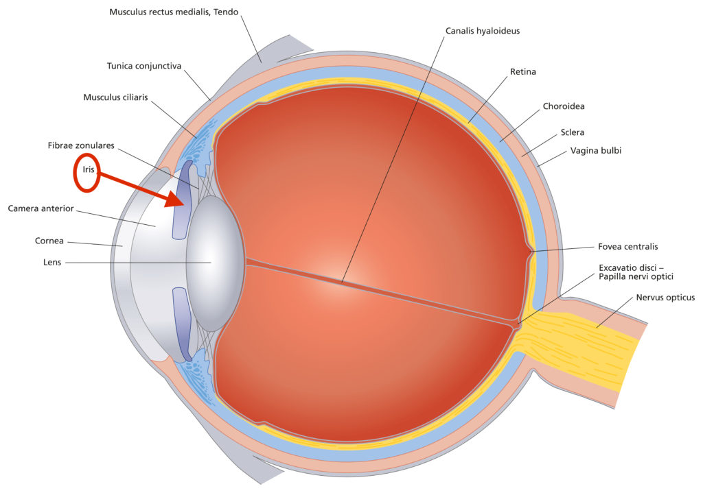 How can we understand the effect of medications on pupillary ...